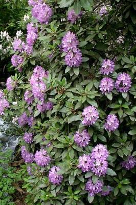 Cover of 2019 Weekly Planner Flowers Pretty Purple Rhododendron 134 Pages