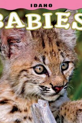 Cover of Idaho Babies!
