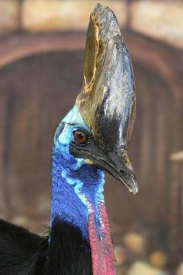 Book cover for Portrait of a Cassowary Journal