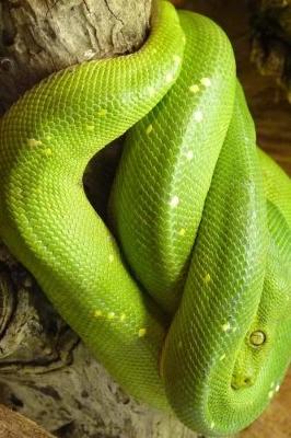 Book cover for Green Tree Python Curled Up in a Tree Journal