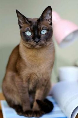 Cover of Tonkinese Cat Journal "Oh, Were You Trying to Read This?"