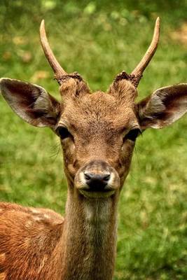 Book cover for Fallow Deer Animal Journal