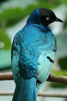 Book cover for Bird with Turquoise Feathers Journal