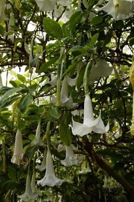 Book cover for Charming White Catalpa Flowering Plant Gardening Journal