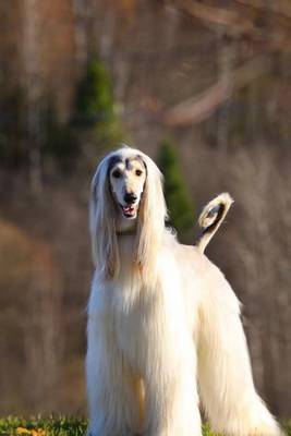 Book cover for Gorgeous White Afghan Hound Dog Journal