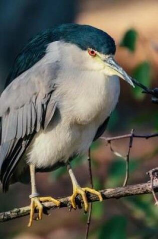 Cover of Perched Night Heron, Birds of the World