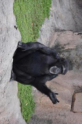 Book cover for A Chimpanzee Waving Hello