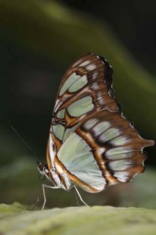 Cover of Malachite Butterfly (Siproeta Stelenes) Journal