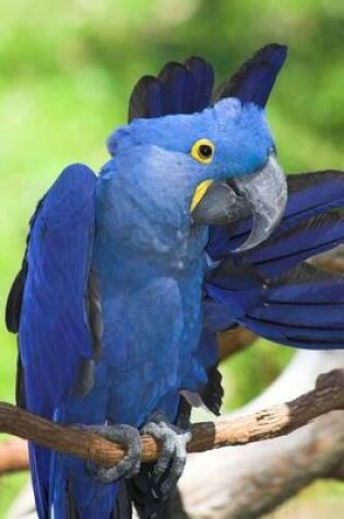 Cover of Hyacinth Macaw Journal
