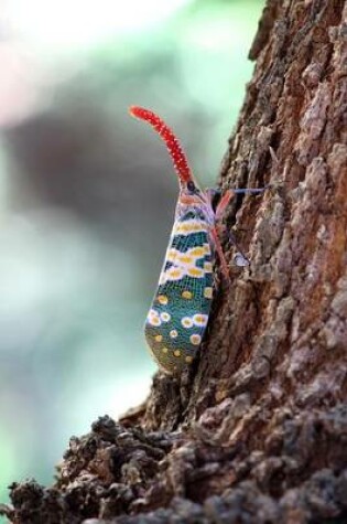 Cover of Pyrops Candelaria on Longan Tree in Thailand Journal