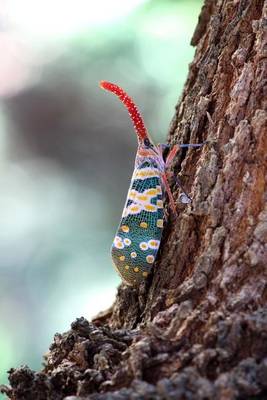 Book cover for Pyrops Candelaria on Longan Tree in Thailand Journal