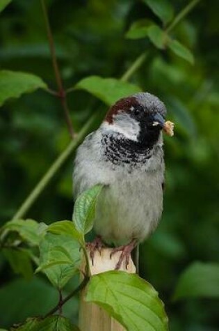 Cover of Tiny Sparrow in a Tree, Birds of the World