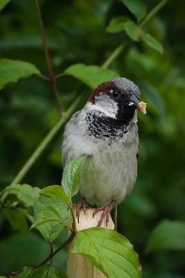 Book cover for Tiny Sparrow in a Tree, Birds of the World