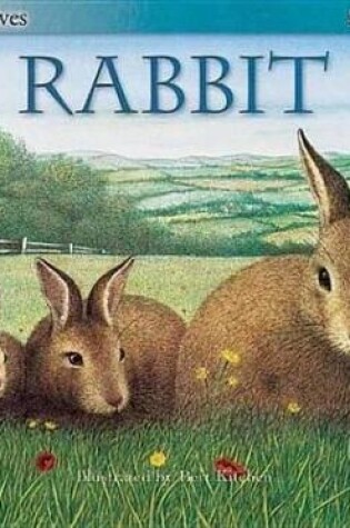 Cover of Rabbit