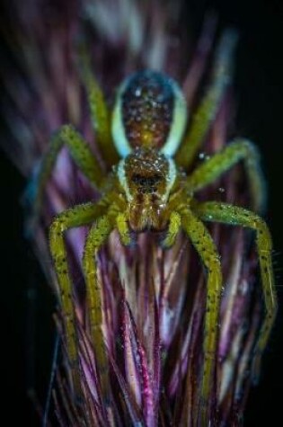 Cover of Natural History Spider On A Flower