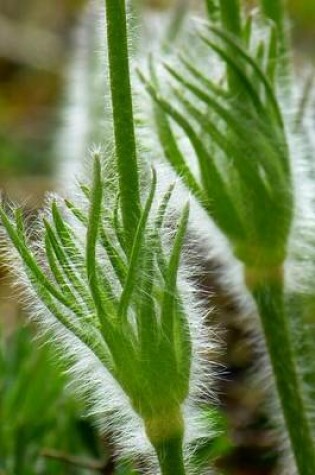 Cover of Pasque Flower Stalks, for the Love of Flowers