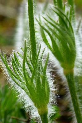 Book cover for Pasque Flower Stalks, for the Love of Flowers