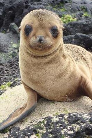 Cover of Baby Sea Lion Animal Journal