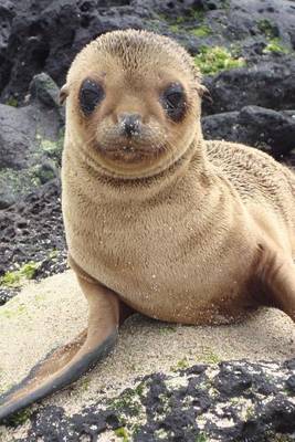 Book cover for Baby Sea Lion Animal Journal