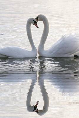 Book cover for A Pair of Swans and Their Reflection Making a Hear