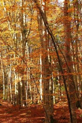 Book cover for A View of Orange Leaves in the Woods in the Fall Journal