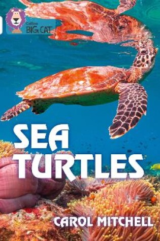 Cover of Sea Turtles