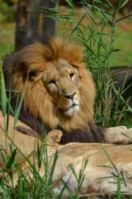 Book cover for Male African Lion Basking in the Sun Animal Journal