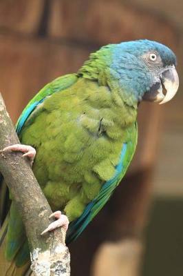 Book cover for Blue-Headed Macaw Journal (Bird/Parrot)