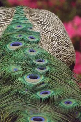 Book cover for The Back of a Peacock Journal