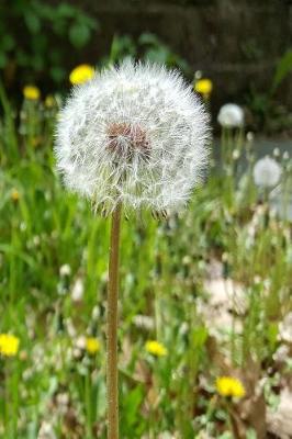 Cover of 2019 Weekly Planner Dandelion Seeds Flower 134 Pages