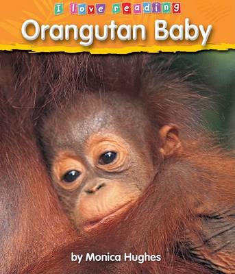 Book cover for Orangutan Baby