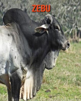 Book cover for Zebu