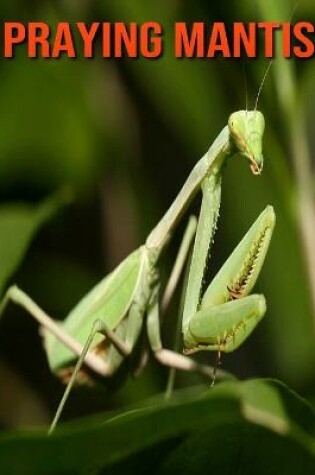 Cover of Praying Mantis