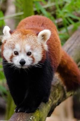 Book cover for Mind Blowing Cute Red Panda Walking Along Tree Branch 150 Page lined journal