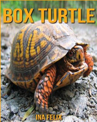 Book cover for Box Turtle