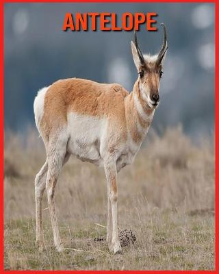 Book cover for Antelope