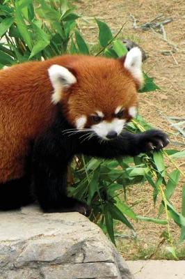 Cover of Red Panda Notebook