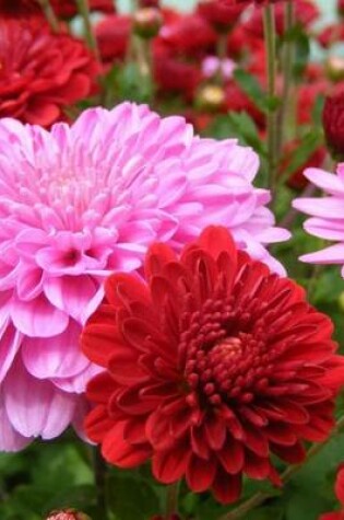 Cover of Pink and Red Mums, for the Love of Flowers