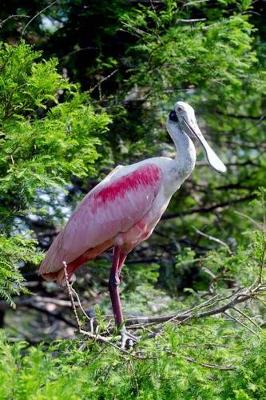 Book cover for Roseate Spoonbill Journal