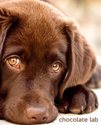 Cover of Chocolate Lab