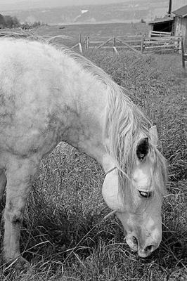 Book cover for 2020 Daily Planner Horse Photo Equine Grazing Dappled Grey 388 Pages