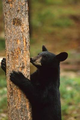 Book cover for Black Bear Climbing a Tree Journal