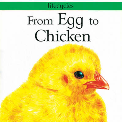 Cover of From Egg to Chicken