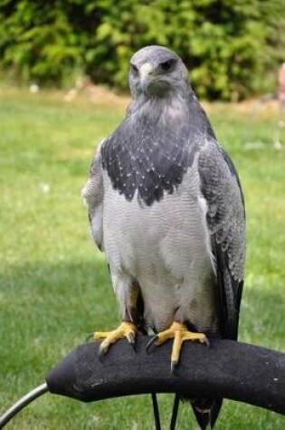 Cover of A Bird of Prey Buzzard Journal