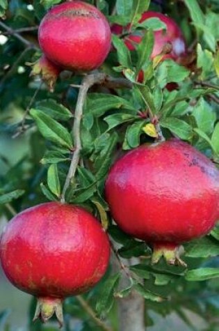 Cover of Pomegranate Tree with Fruit Journal