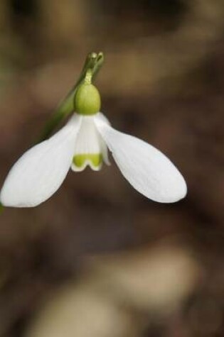 Cover of Single Snowdrop Bloom, for the Love of Flowers