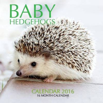 Book cover for Baby Hedgehogs Calendar 2016