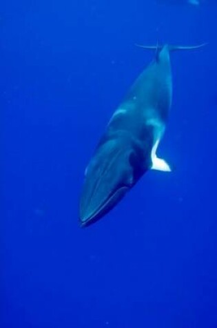 Cover of Minke Whale Lesser Rorqual Journal