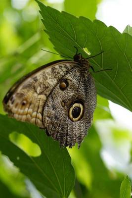 Book cover for Owl Butterfly in a Tree, for the Love of Nature