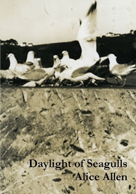 Book cover for Daylight of Seagulls